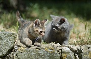 BRITISH SHORTHAIR C036